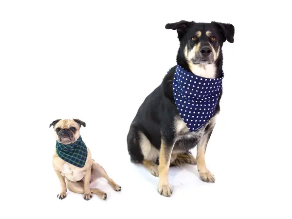 Linha Pet